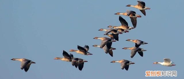 大雁阿卡的性格特点