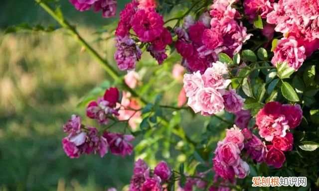 情人节可以送一朵玫瑰花吗