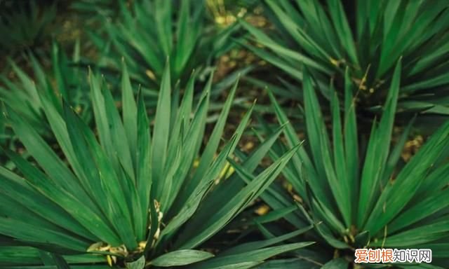 情人节可以送一朵玫瑰花吗