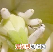 情人节可以送一朵玫瑰花吗