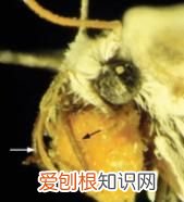 情人节可以送一朵玫瑰花吗