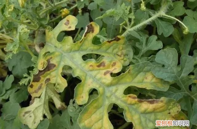 嫁接西瓜砧木用葫芦好还是南瓜好