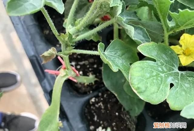 嫁接西瓜砧木用葫芦好还是南瓜好