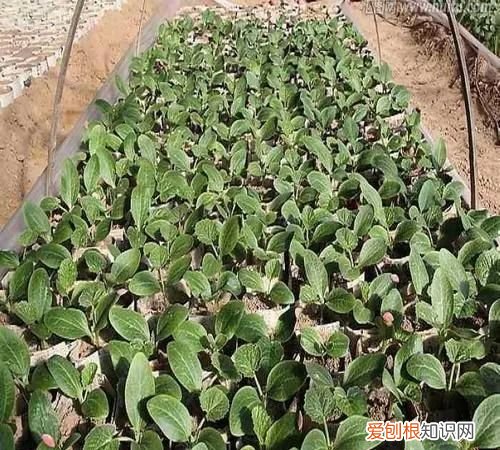 嫁接西瓜砧木用葫芦好还是南瓜好