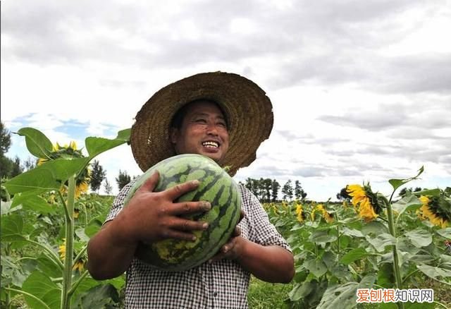 嫁接西瓜砧木用葫芦好还是南瓜好