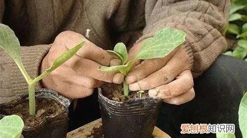 嫁接西瓜砧木用葫芦好还是南瓜好