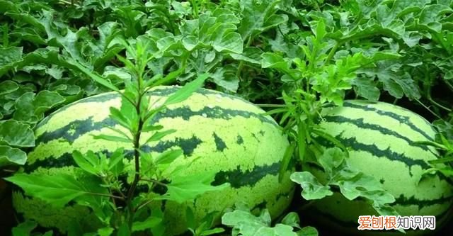 嫁接西瓜砧木用葫芦好还是南瓜好