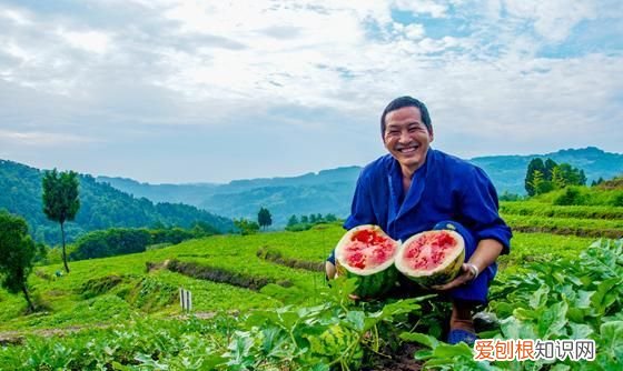 嫁接西瓜砧木用葫芦好还是南瓜好