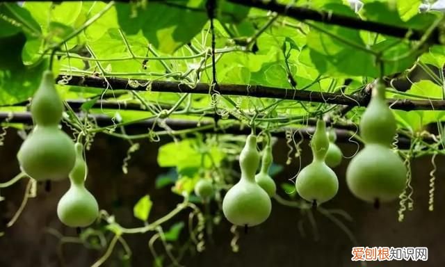 嫁接西瓜砧木用葫芦好还是南瓜好