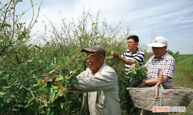 山蚕蛾的功效与作用