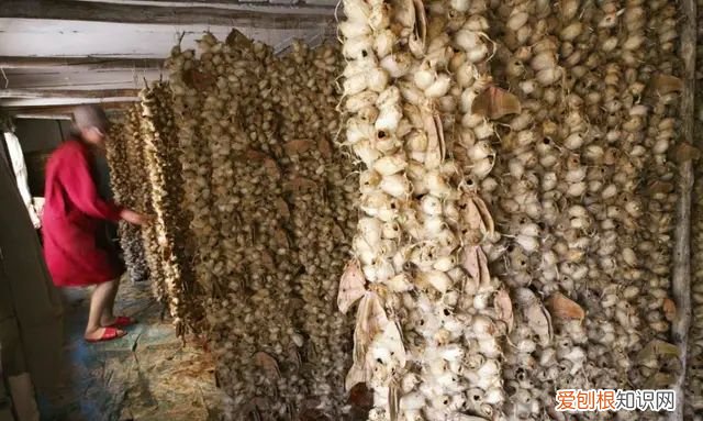 山蚕蛾的功效与作用