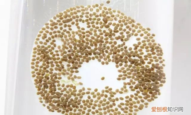 山蚕蛾的功效与作用