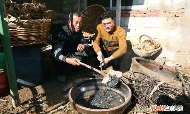 山蚕蛾的功效与作用