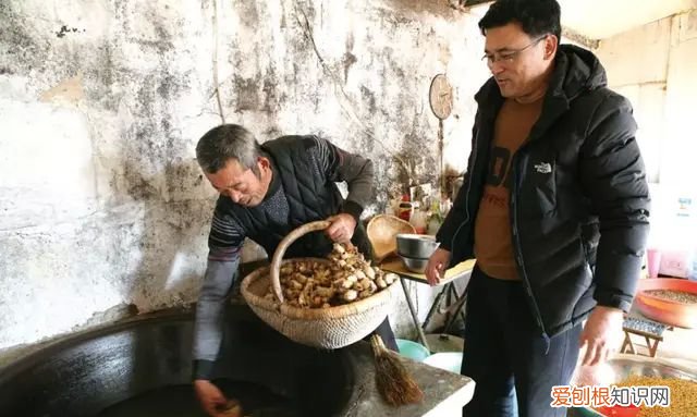 山蚕蛾的功效与作用