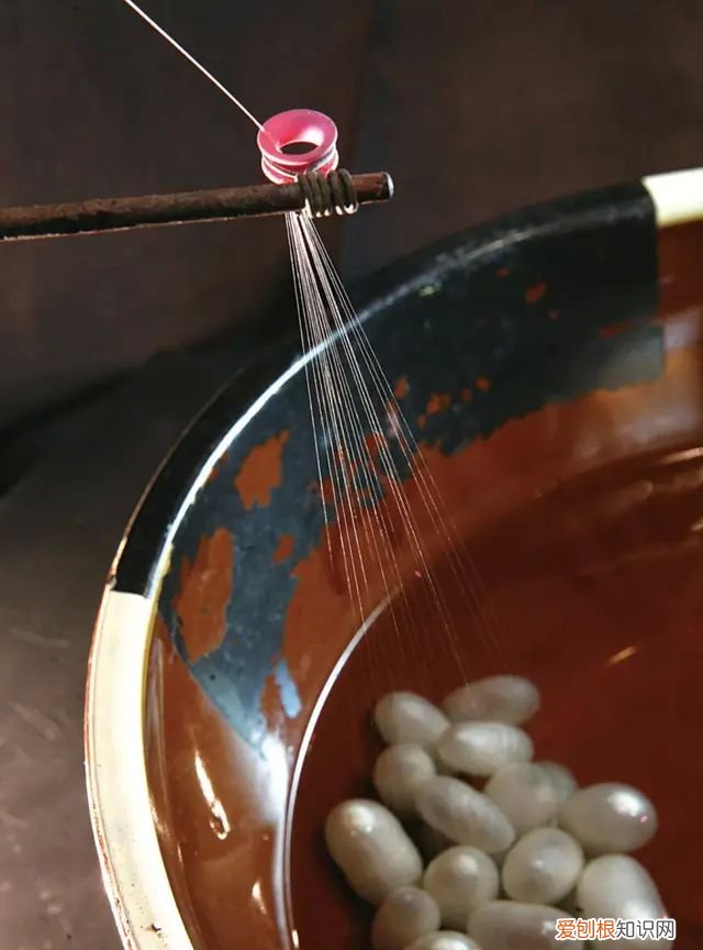 山蚕蛾的功效与作用