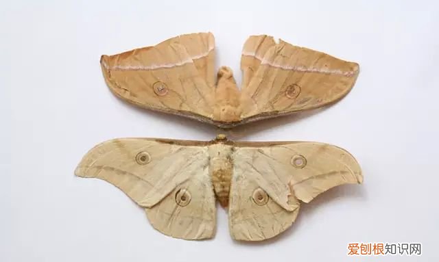 山蚕蛾的功效与作用