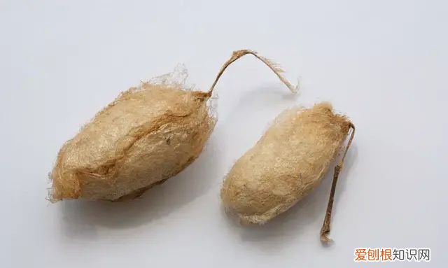 山蚕蛾的功效与作用