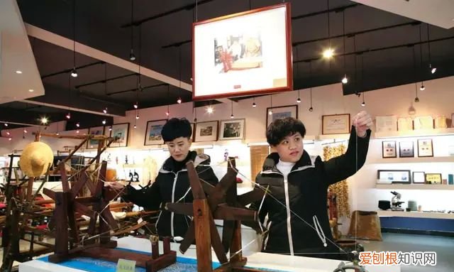 山蚕蛾的功效与作用