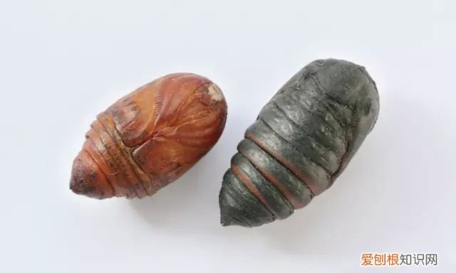 山蚕蛾的功效与作用