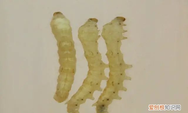 山蚕蛾的功效与作用