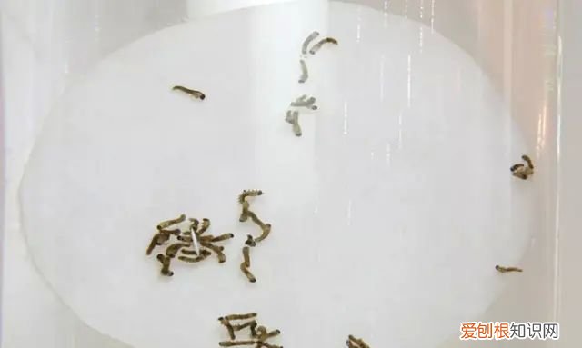 山蚕蛾的功效与作用