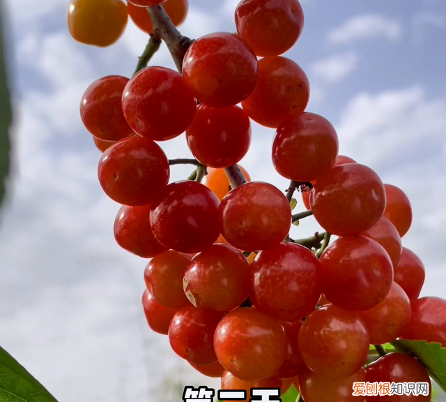 运输过程中樱桃的保质期是多久