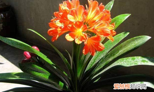 君子兰怕阳光,君子兰喜欢阳光还是阴凉