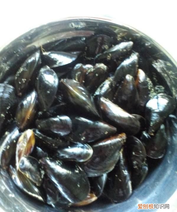 淡菜蒸几分钟,新鲜淡菜一般煮几分钟