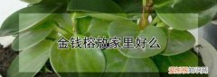 金钱榕盆景适合室内，珍珠榕和金钱榕适合家里养吗