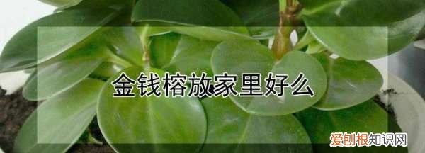 金钱榕盆景适合室内，珍珠榕和金钱榕适合家里养吗