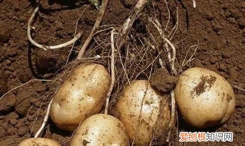 水培土豆种植方法如下，土豆一般是种在土中的吗