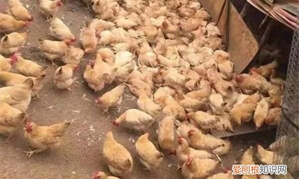 猫头鹰吃鸡，长的像猫的野生动物
