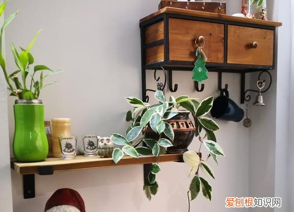 柳树枝条泡水除了生根发芽,能浇花吗