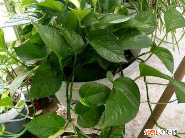 柳树枝条泡水除了生根发芽,能浇花吗