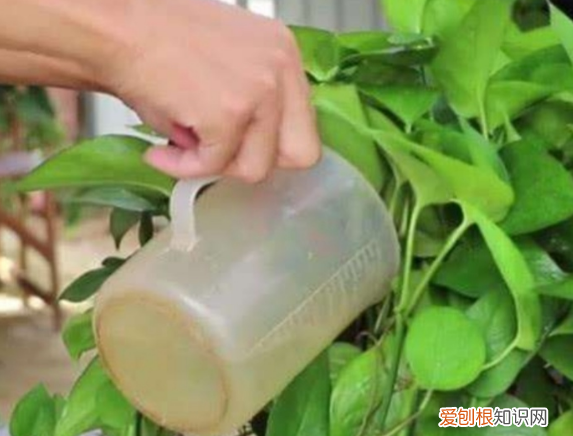 柳树枝条泡水除了生根发芽,能浇花吗
