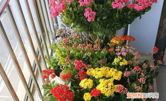 柳树枝条泡水除了生根发芽,能浇花吗