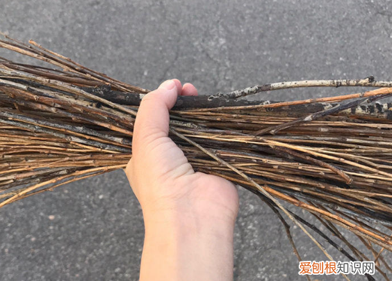 柳树枝条泡水除了生根发芽,能浇花吗