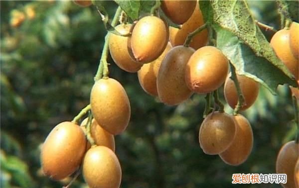 黄皮果怎样种植和管理才高产,黄皮果怎样才能高产