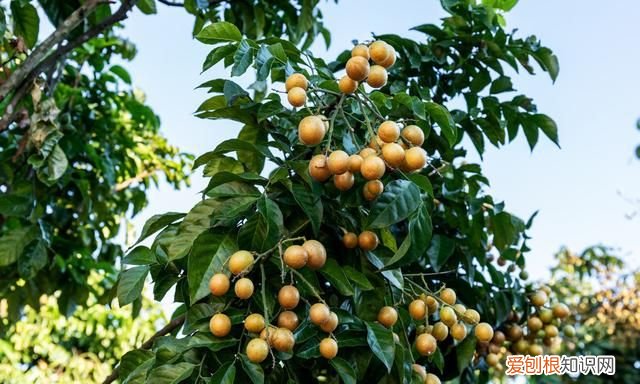 黄皮果怎样种植和管理才高产,黄皮果怎样才能高产