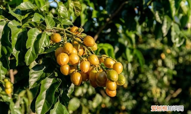 黄皮果怎样种植和管理才高产,黄皮果怎样才能高产
