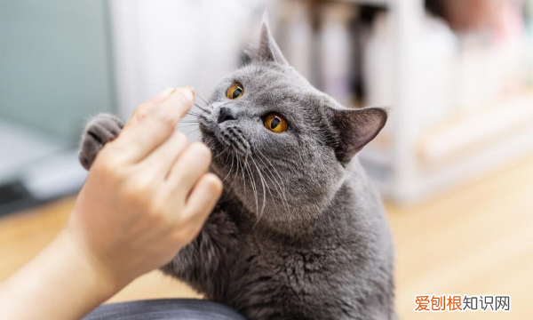 卷毛猫掉毛，猫咪一直掉毛怎么解决