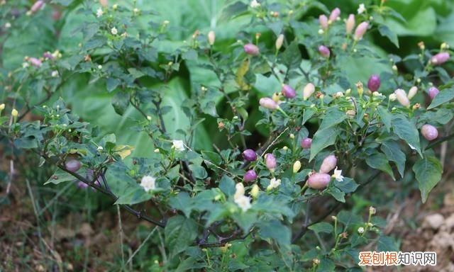 七彩椒怎么泡又脆又好吃