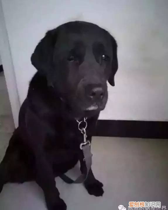 收服乔乔哪里可以看到