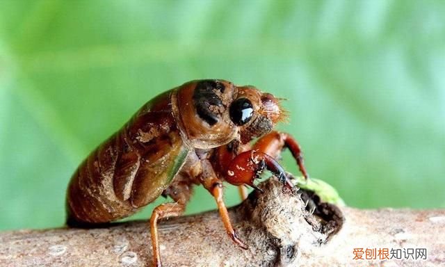 金蝉真的可以吃吗有没有寄生虫,金蝉到底有没有寄生虫能吃吗