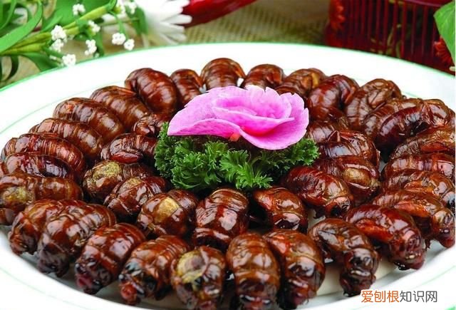 金蝉真的可以吃吗有没有寄生虫,金蝉到底有没有寄生虫能吃吗