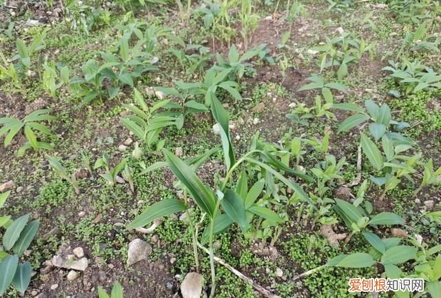 专治肾虚的中医特效方 大补阳气的方剂