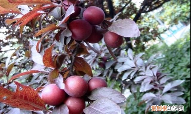 山东山上的野果,山东济南红色野果