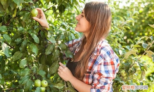 山东山上的野果,山东济南红色野果