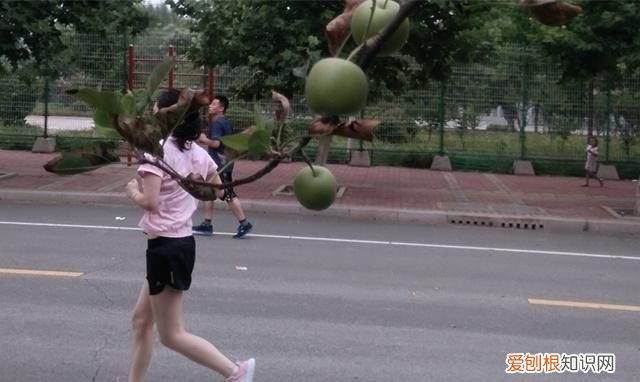 山东山上的野果,山东济南红色野果