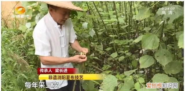 浏阳夏布制作过程,夏布手工制作全过程